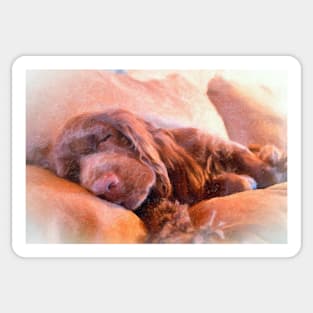 Sussex Spaniel Sleeping Sticker